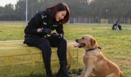 电视剧警犬与警花